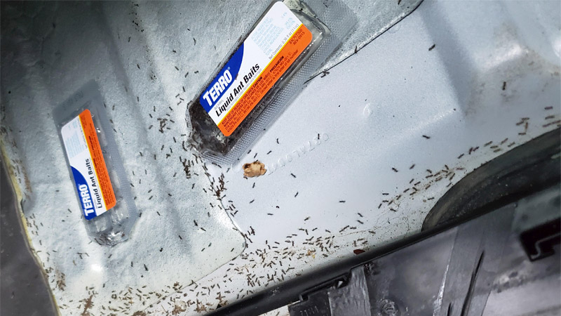  meilleur tueur de fourmis pour voiture