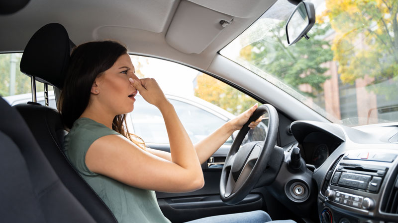 How To Get Skunk Smell Out Of Your Car It S Not What You Think