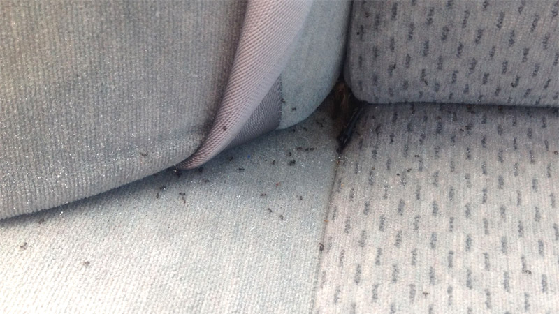 Ants in Your Car? (Heres How to Get Rid of Them)